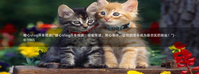 糖心vlog 旅行：糖心vlog开车视频